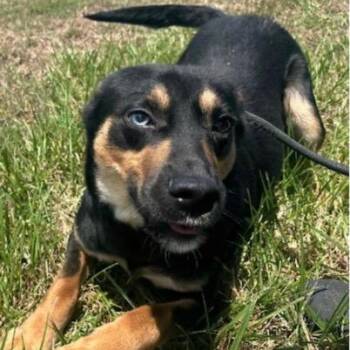 Shepherd Dogs Available for Adoption in Williston, Vermont - Half Pint | PetCurious