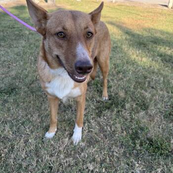 Rescue Carolina Dog Dogs for Adoption in Harlingen, Texas - Canela | PetCurious