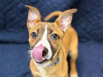 Shepherd Dogs Available for Adoption in Portland, Oregon - Jubilee | PetCurious