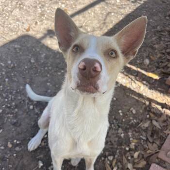 Cattle Dog Dogs Available for Adoption in Klein, Texas - Cercei | PetCurious