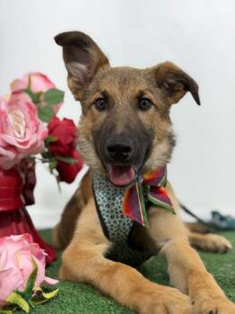German Shepherd Dog and Mixed Breed Dogs Available for Adoption in Carlsbad, California - Lobo-One Of Our Amazing Rescue Dogs | PetCurious