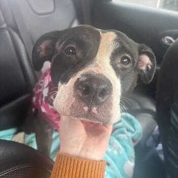 Mixed Breed Dogs Available for Adoption in Mentor, Ohio - Peanut | PetCurious