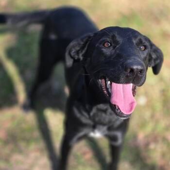 Black Labrador Retriever Dogs Available for Adoption in Wiggins, Mississippi - Rachel | PetCurious