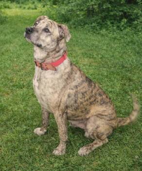 Cheeto -  Mountain Cur Dog for Adoption in Philippi, West Virginia - Cheeto | PetCurious