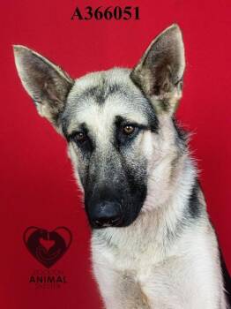 Rescue German Shepherd Dog Dogs for Adoption in Stockton, California - RAJAH | PetCurious