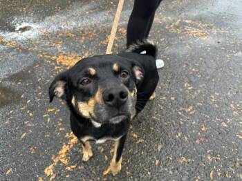 Rescue Beagle and Pug Dogs for Adoption in Binghamton, New York - Mac | PetCurious