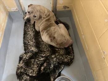 Pit Bull Terrier and Mixed Breed Dogs Available for Adoption in Tulsa, Oklahoma - ADALINA | PetCurious