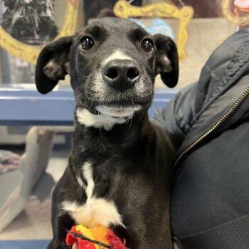 Tinker -  Mixed Breed Dog for Adoption in Pittsburgh, Pennsylvania - Tinker | PetCurious