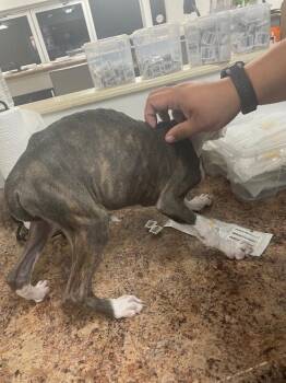 Ukon -  Mixed Breed Dog for Adoption in Cincinnati, Ohio - Ukon | PetCurious