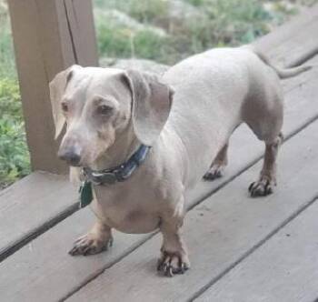Dachshund Dogs Available for Adoption in Georgetown, Kentucky - SHAUN--ISABELLA | PetCurious