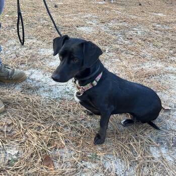 Rescue Dachshund and Terrier Dogs for Adoption - Peaches | PetCurious