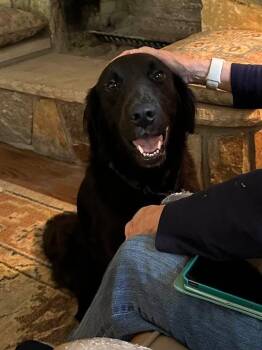 Jack -  Retriever Dog for Adoption in Bonifay, Florida - Jack | PetCurious