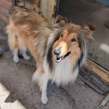 Lassie -  Collie Dog for Adoption in Grand Junction, Colorado - Lassie | PetCurious