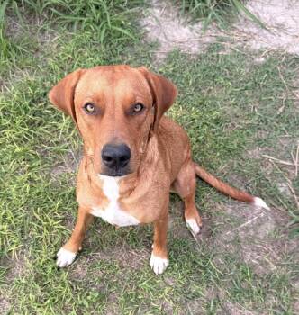 Prinston -  Labrador Retriever Dog for Adoption in Corpus Christi, Texas - Prinston | PetCurious