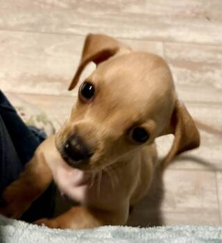 Dachshund Dogs Available for Adoption - Basil  | PetCurious