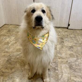 Carl -  Great Pyrenees Dog for Adoption in Pilot Point, Texas - Carl | PetCurious