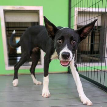 Meeks -  Mixed Breed Dog for Adoption in Bradenton, Florida - Meeks | PetCurious