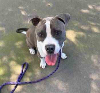 COOPER -  Pit Bull Terrier Dog for Adoption in Charlotte, North Carolina - COOPER | PetCurious