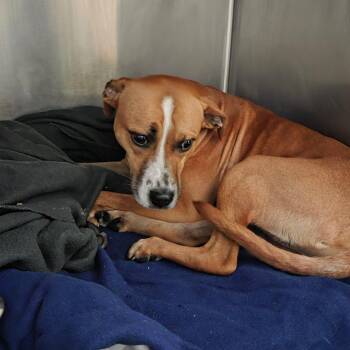 Mixed Breed Dogs Available for Adoption - Sunny Buns | PetCurious