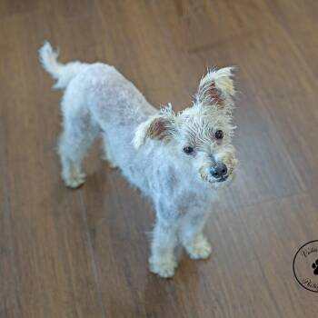 Max 2 -  Poodle and Terrier Dog for Adoption in Portland, Oregon - Max 2 | PetCurious