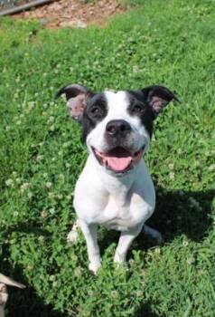 Pit Bull Terrier Dogs Available for Adoption in Martinsville, Virginia - Jamboree | PetCurious