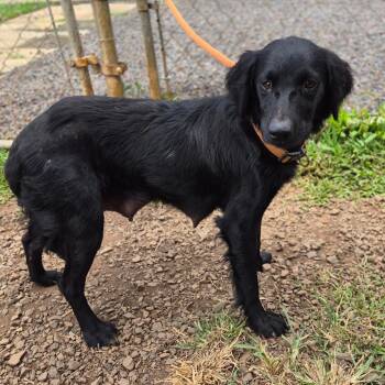 Ebony -  Setter and Chihuahua Dog for Adoption in Wahiawa, Hawaii - Ebony | PetCurious
