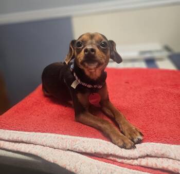 Rescue Miniature Dachshund and Chihuahua Dogs for Adoption in Lacona, New York - Myers | PetCurious