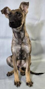 Gardenia -  Rat Terrier and Mixed Breed Dog for Adoption in Morton Grove, Illinois - Gardenia | PetCurious