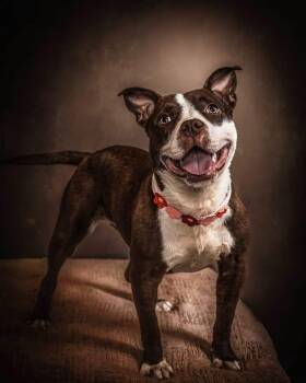 Trixie (in a FOSTER home) -  Pit Bull Terrier Dog for Adoption in Springfield, Illinois - Trixie (in A FOSTER Home) | PetCurious