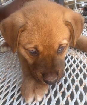 Mixed Breed Dogs Available for Adoption - DILL | PetCurious