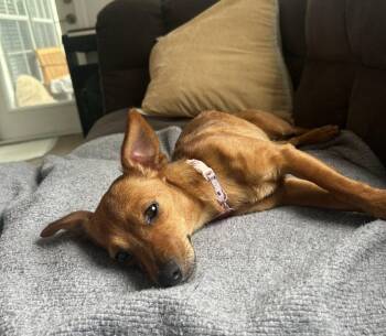Terrier Dogs Available for Adoption in West Palm Beach, Florida - Harley | PetCurious