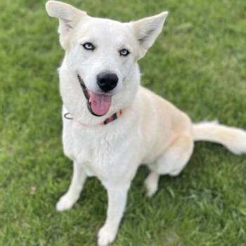 Mixed Breed Dogs Available for Adoption in Janesville, Wisconsin - Pandora | PetCurious