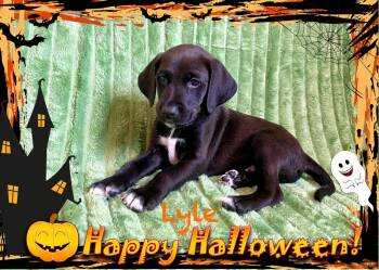 Rescue Labrador Retriever Dogs for Adoption in Hatfield, Pennsylvania - Lyle | PetCurious