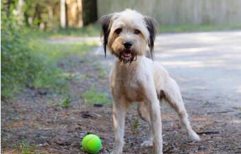 Murphy -  Poodle and Spaniel Dog for Adoption in Pawleys Island, South Carolina - Murphy | PetCurious