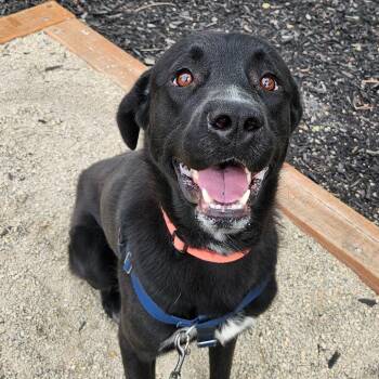 Arsenio -  Mixed Breed Dog for Adoption in Murray, Utah - Arsenio | PetCurious