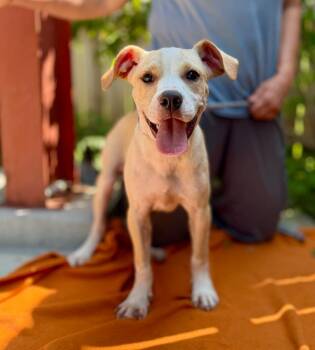 Mario -  Boxer and Mixed Breed Dog for Adoption in Ellijay, Georgia - Mario | PetCurious