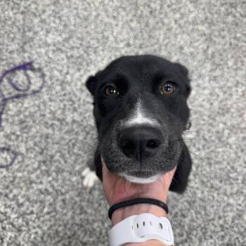 Roo -  Mixed Breed Dog for Adoption in Fredericksburg, Virginia - Roo | PetCurious