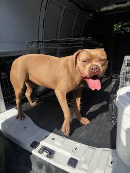 He-Man -  Mastiff Dog for Adoption in Rowlett, Texas - He-Man | PetCurious