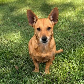 Nikita -  Chihuahua Dog for Adoption in Baldwin, Maryland - Nikita | PetCurious