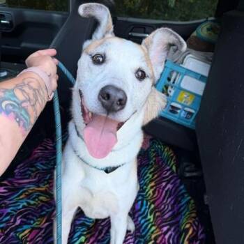 Luca -  Mixed Breed Dog for Adoption in Jeffersonville, Indiana - Luca | PetCurious