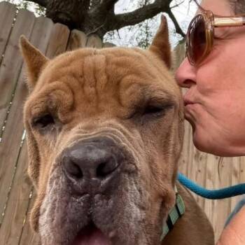 Cane Corso Dogs Available for Adoption - Rodney Roo Has Heart Eyes For You | PetCurious