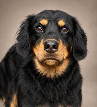 Charlie Boo -  Cocker Spaniel and Mixed Breed Dog for Adoption in Crossville, Tennessee - Charlie Boo | PetCurious