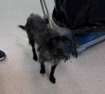 Raaka -  Mixed Breed Dog for Adoption in New York, New York - Raaka | PetCurious