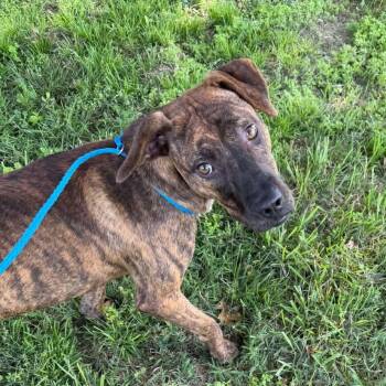 Jasmine Sunbeam -  Boxer and Labrador Retriever Dog for Adoption in Andover, Massachusetts - Jasmine Sunbeam | PetCurious