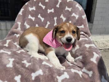 Beagle 4 -  Beagle and Basset Hound Dog for Adoption - Beagle 4 | PetCurious