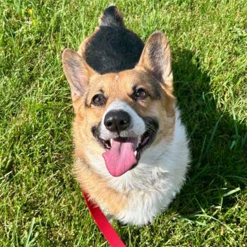 Lobster -  Cardigan Welsh Corgi and Mixed Breed Dog for Adoption in State College, Pennsylvania - Lobster | PetCurious