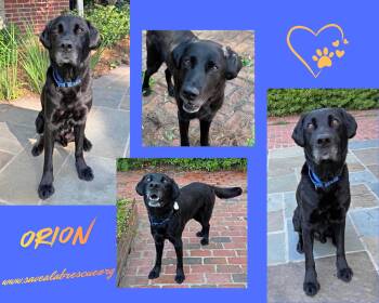 Orion -  Labrador Retriever and Black Labrador Retriever Dog for Adoption in Middletown, Rhode Island - Orion | PetCurious