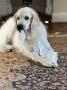 Carolina Dog Dogs Available for Adoption in Greenville, South Carolina - Annie | PetCurious