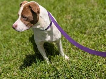 Cinnamona -  Pointer and Mixed Breed Dog for Adoption in New Orleans, Louisiana - Cinnamona | PetCurious