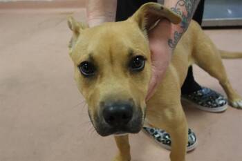 Mixed Breed Dogs Available for Adoption - RUCKUS | PetCurious